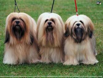 Dogs Wallpaper