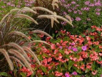 Flowers For Fall Wallpaper