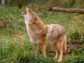 Ngewo S World The Coyote Experience