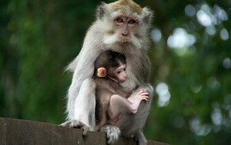 Monkey Computer Wallpaper Desktop Background Id
