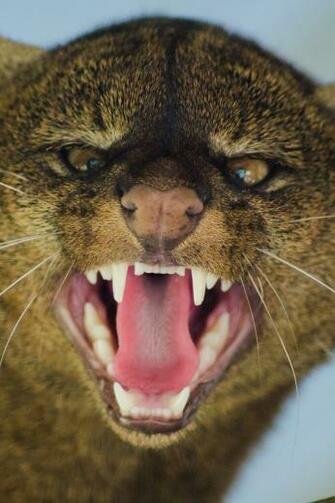 Wallpaper Jaguarundi Grin Aggression Muzzle