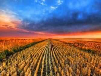 Summer Field Wallpaper