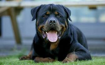 Rottweiler Wallpaper Top Background