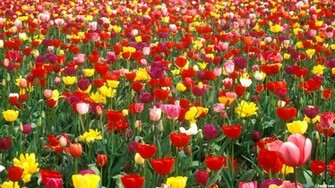 Photography Background Flower Flowers Garden Wallpaper
