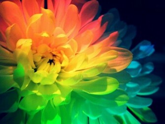 Rainbow Flower Power By Ladybyrdvisions