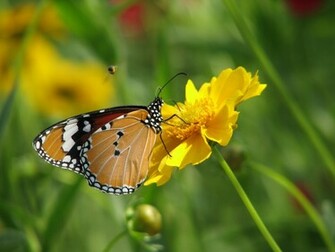 Flowers For Flower Lovers HD N Butterfly Desktop Wallpaper