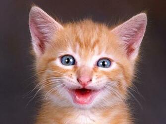 Cats Image Funny Wallpaper Photos