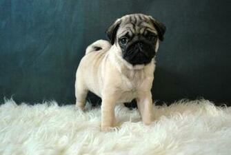 Pug Carlino Cachorros HD Wallpaper Pics All About