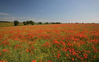 English Landscape Wallpaper Of A Field Red Poppies In Norfolk Uk