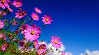 Nice Flowers Wallpaper Desktop Background Full Screen Anaknulp