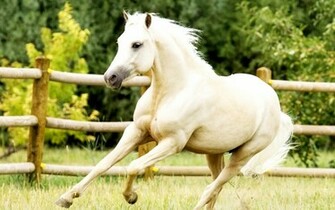 White Horses HD Wallpaper Desktop