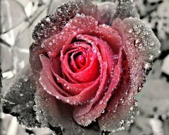 Wallpaper Black And White Rose Are In Different