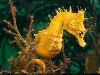 Seahorse Wallpaper