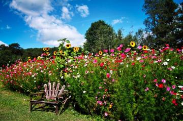 English Garden In Springtime