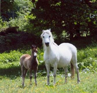 Clydesdale Horse Wallpaper