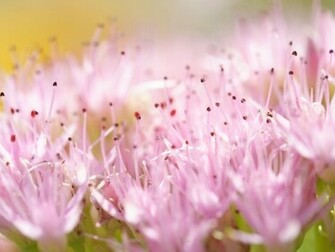 Awesome Pink Flowers HD Wallpaper