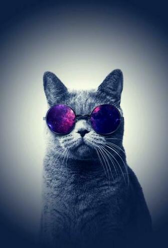 Cat Cats Cool Cute Different Edit Edits Face Galaxy Glasses