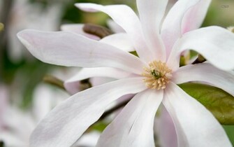 White Magnolia Wallpaper