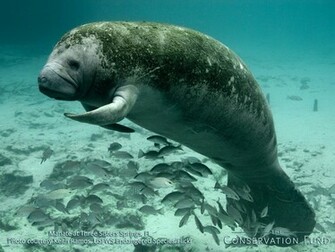 Interesting Water Animal Manatee Wallpaper