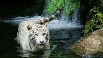White Tiger Wallpaper And Background For Your Desktop