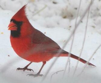 Cardinal Snow Wallpaper Bird And Pictures For Desktop Image
