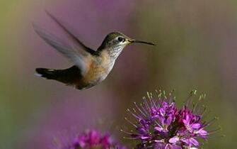 Flowers Wallpaper Photo And All Hummingbird