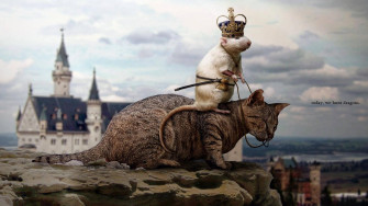 Unlikely Friends Amusing Snapshot Of A Mouse Riding On