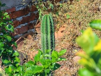 Beautiful Wallpaper Cactus