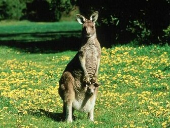 Kangaroo Wallpaper X HD