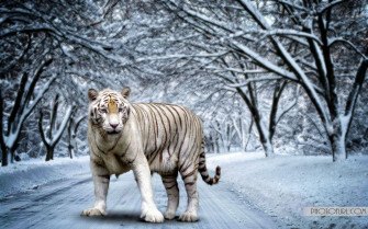 White Bengal Tiger Wallpaper For Your