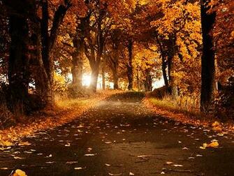 Wallpaper Natural Amzing Best Cute