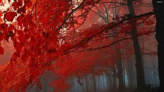 Red Autumn 4k Wallpaper HD