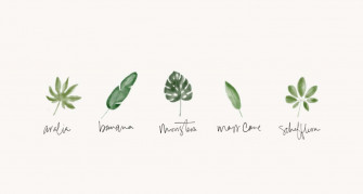 Minimalist Plant Desktop Wallpaper For A Serene Workspace