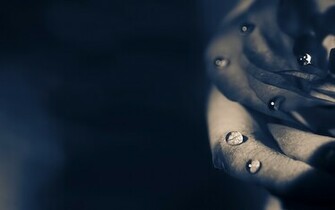 Dark Rose Wallpaper Stock Photos