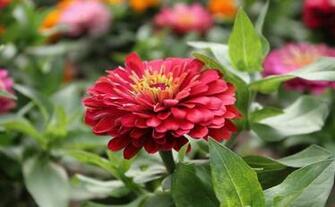 Zinnia Flowers