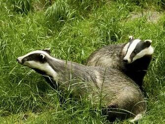 Wallpaper For Collections Badger Background
