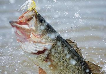 Bass Fishing Wallpaper Background