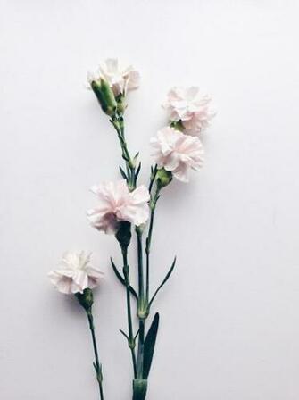 Trending Pattern Dianthus Caryophyllus Month Flowers