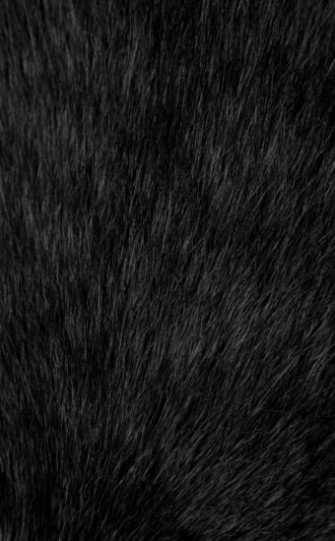 Fur Wallpaper HD