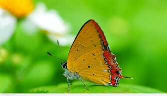 Natural Wallpaper Photos For Desktop Widescreen Nature Love