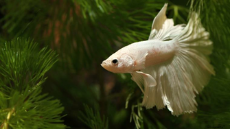 White Fighter Fish Wallpaper Fighting Betta Splendens