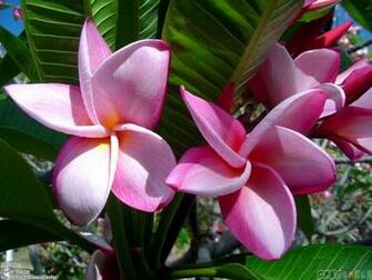 Pink Plumeria Flowers Wallpaper Open Walls