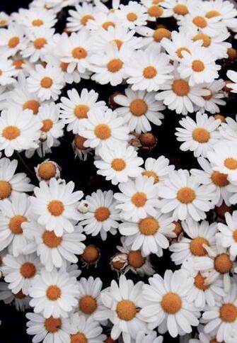 Daisy Field On