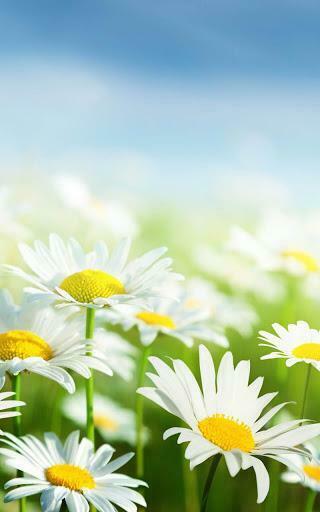 Spring Live Wallpaper Google Play Softwares Aaaxeun4dxux Mobile9
