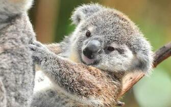 Koala HD Wallpaper