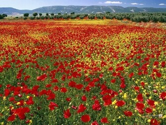 Provence France Wallpaper