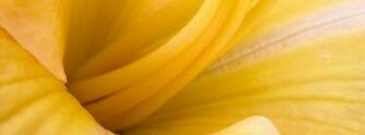 Amazing Flower Wallpaper To Add A Splash Of Color Your Devices