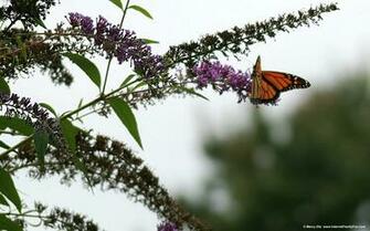 Butterfly Widescreen Monitor Wallpaper Background For Desktop