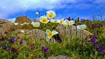Wildflowers In Mountain Wallpaper HD