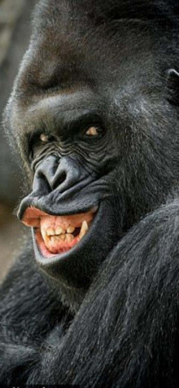Show Off Your Wild Side With A Unique iPhone X Gorilla Wallpaper
